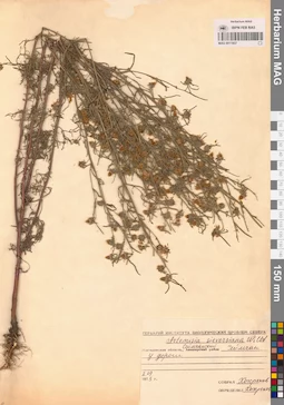 MAG 0011937