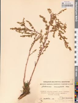 MAG 0011940