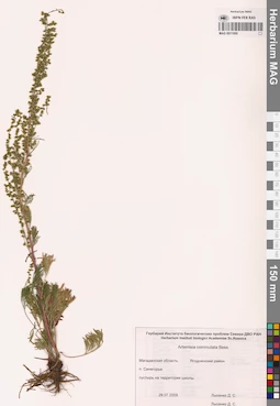 MAG 0011950