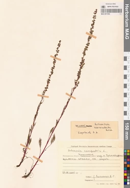 MAG 0011952
