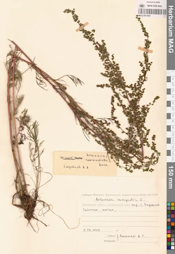MAG 0011953