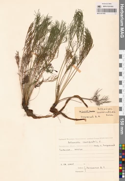 MAG 0011955