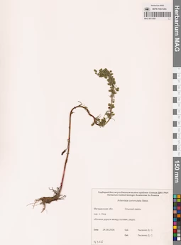 MAG 0011959