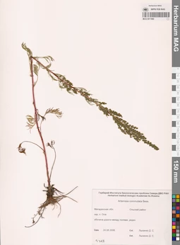 MAG 0011960