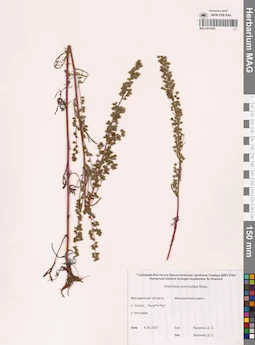MAG 0014363