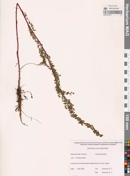 MAG 0014370