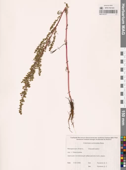 MAG 0014371