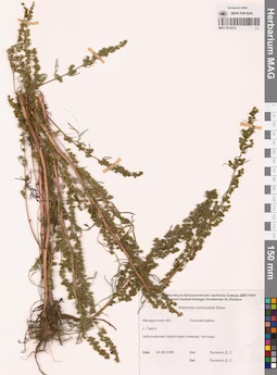 MAG 0014372