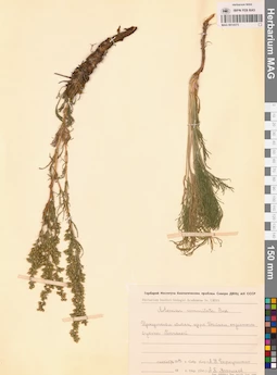 MAG 0014373