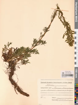 MAG 0014377