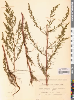 MAG 0014378