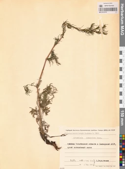 MAG 0014379