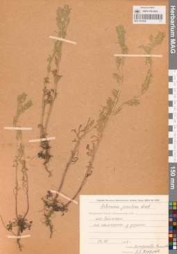 MAG 0015628