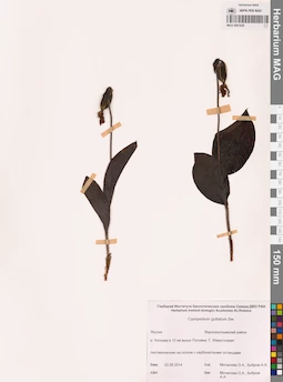 MAG 0001629