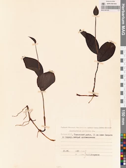 MAG 0001630