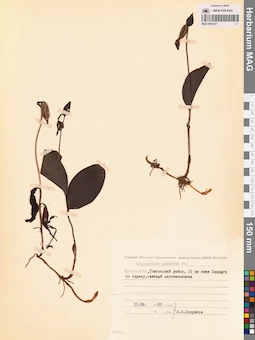 MAG 0001631