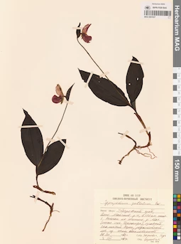 MAG 0001637