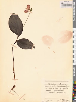 MAG 0001638