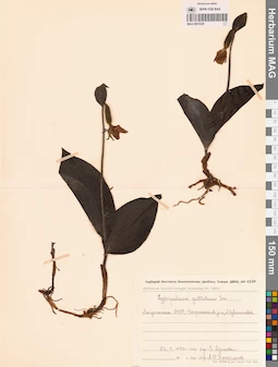 MAG 0001639