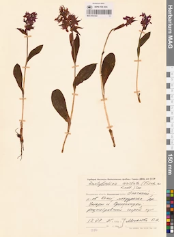 MAG 0001652