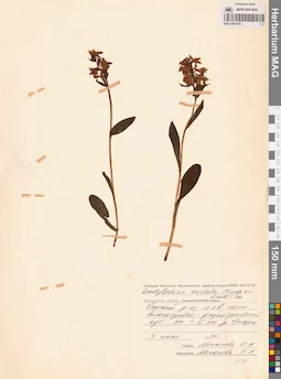 MAG 0001653