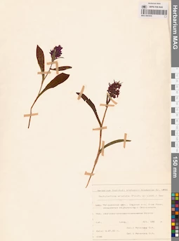 MAG 0001654
