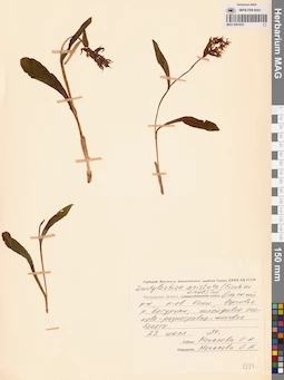 MAG 0001655