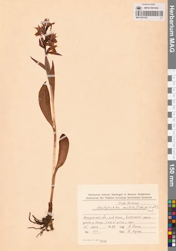 MAG 0001656