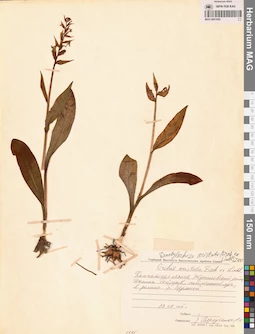 MAG 0001662