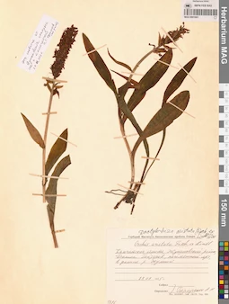 MAG 0001663