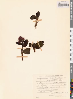 MAG 0001665