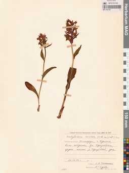 MAG 0001668