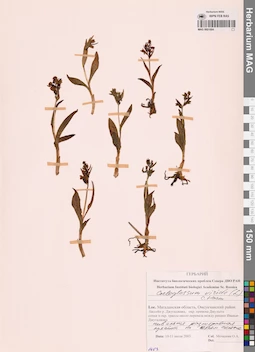 MAG 0001684