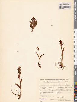 MAG 0001686