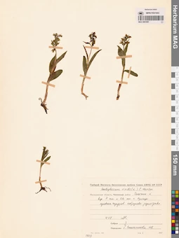 MAG 0001687