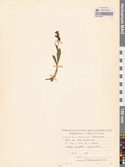 MAG 0001688
