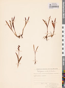 MAG 0001693