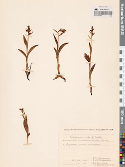 MAG 0001694