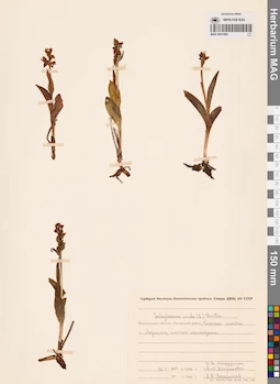 MAG 0001695