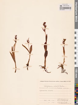 MAG 0001696