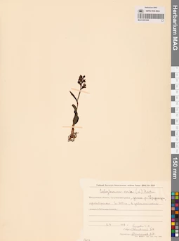 MAG 0001698