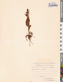 MAG 0001706