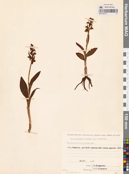 MAG 0001707