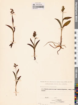 MAG 0001708