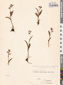 MAG 0001709
