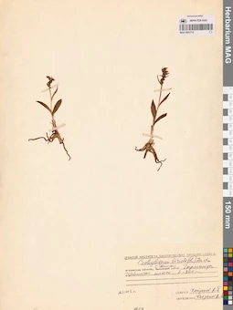 MAG 0001712