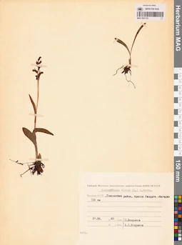 MAG 0001732