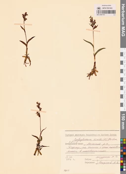 MAG 0001733