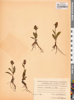MAG 0001750