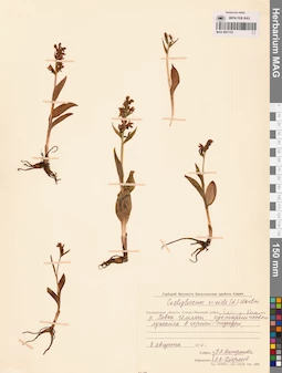 MAG 0001752